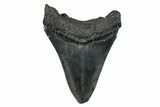 Fossil Megalodon Tooth - South Carolina #276423-1